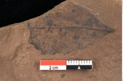 Foto (Detailansicht) von Rhytisma pythii Ettingshausen (NHMW-GEO-2024-0188-0081)